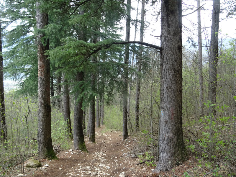 Cedrus deodara ?